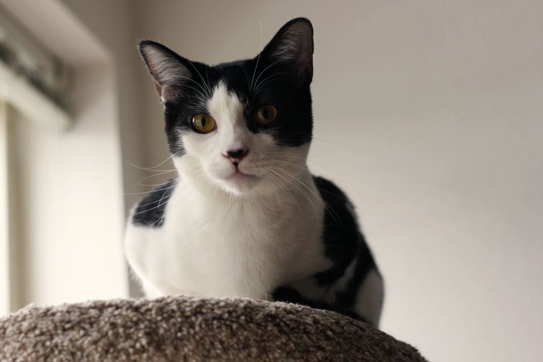 Rayne, a Adoptable Domestic Medium Hair in Gig Harbor, WA image 4/13