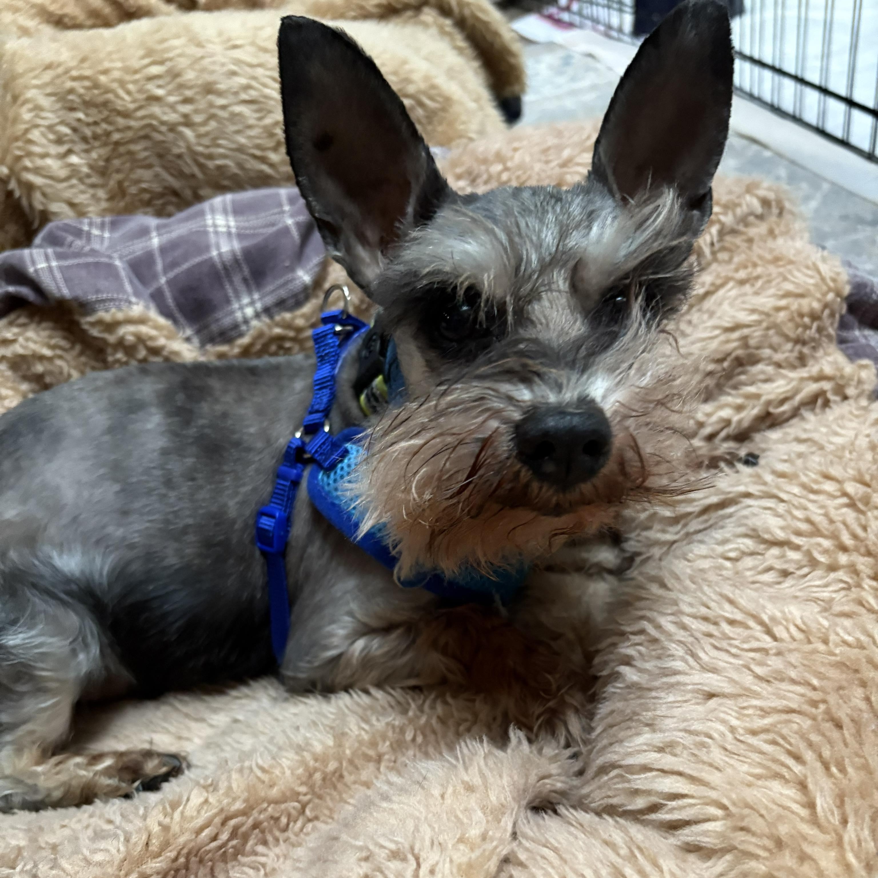 Levi, an adopted Miniature Schnauzer in Homer Glen, IL image 1/6