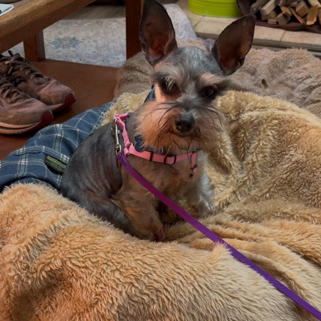 Levi, an adopted Miniature Schnauzer in Homer Glen, IL image 3/6