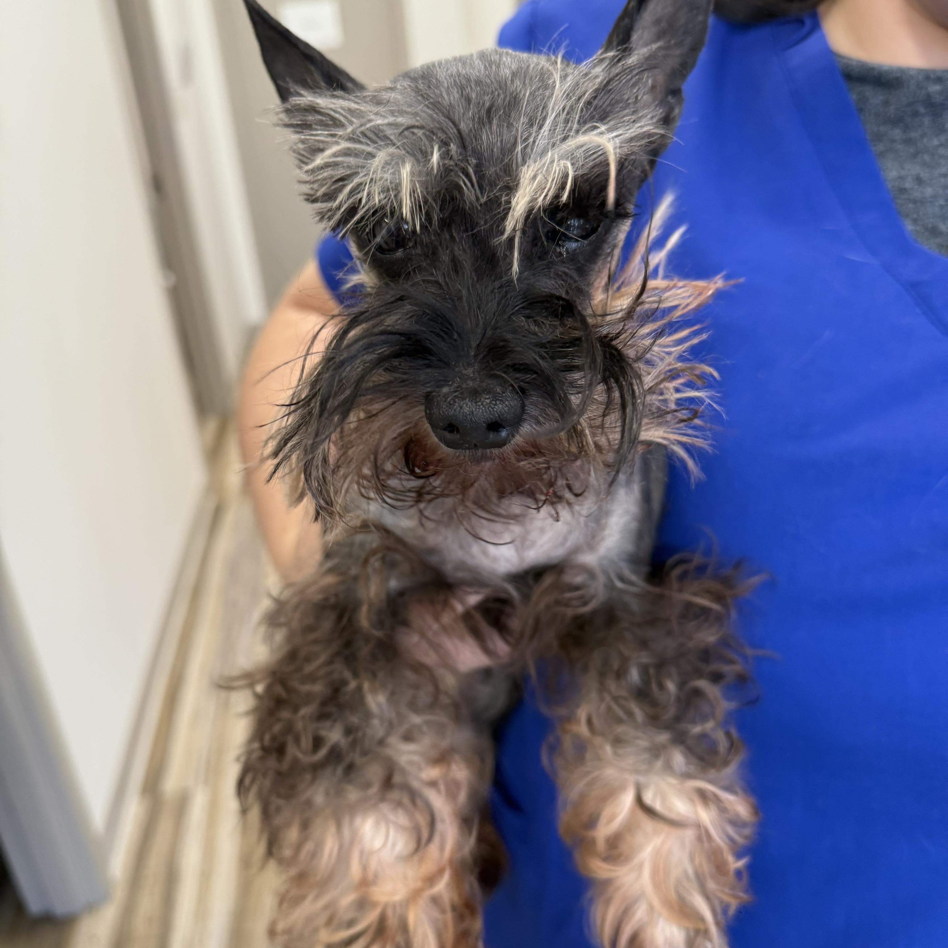 Levi, an adopted Miniature Schnauzer in Homer Glen, IL image 4/6