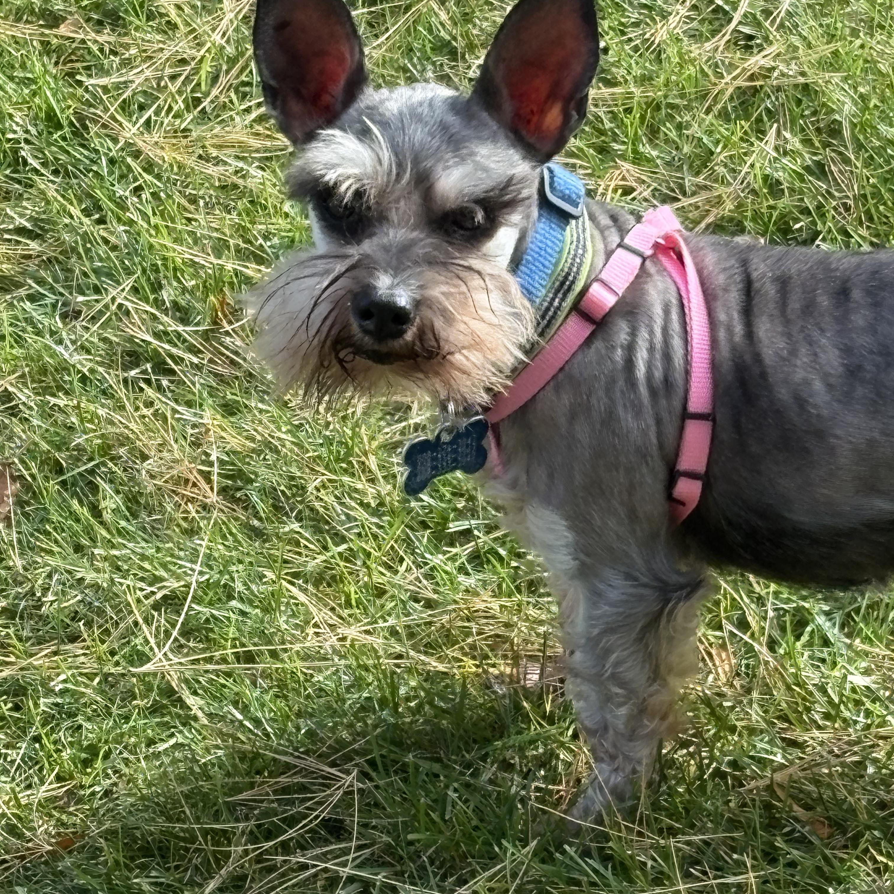 Levi, an adopted Miniature Schnauzer in Homer Glen, IL image 2/6