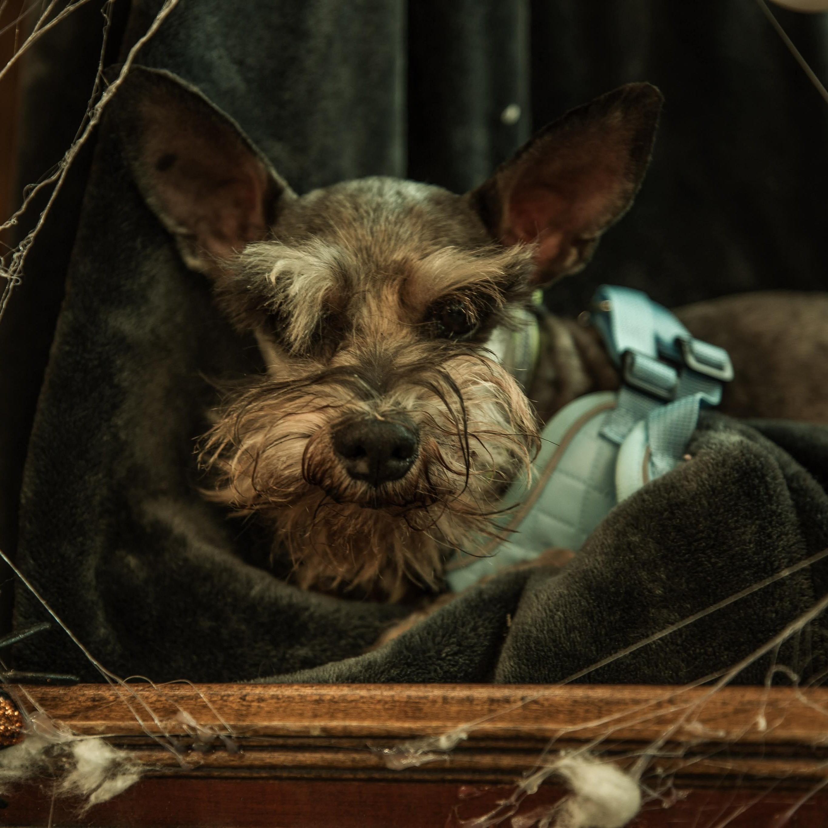 Levi, an adopted Miniature Schnauzer in Homer Glen, IL image 5/6