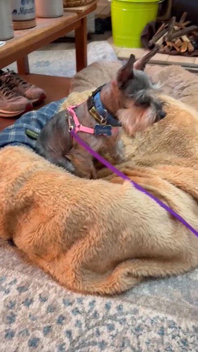 Enlarge Levi, an adopted Miniature Schnauzer in Homer Glen, IL video 6/6