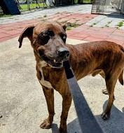 Enlarge Conway Twitty, a Adoptable Mixed Breed in North Myrtle Beach, SC image 6/6
