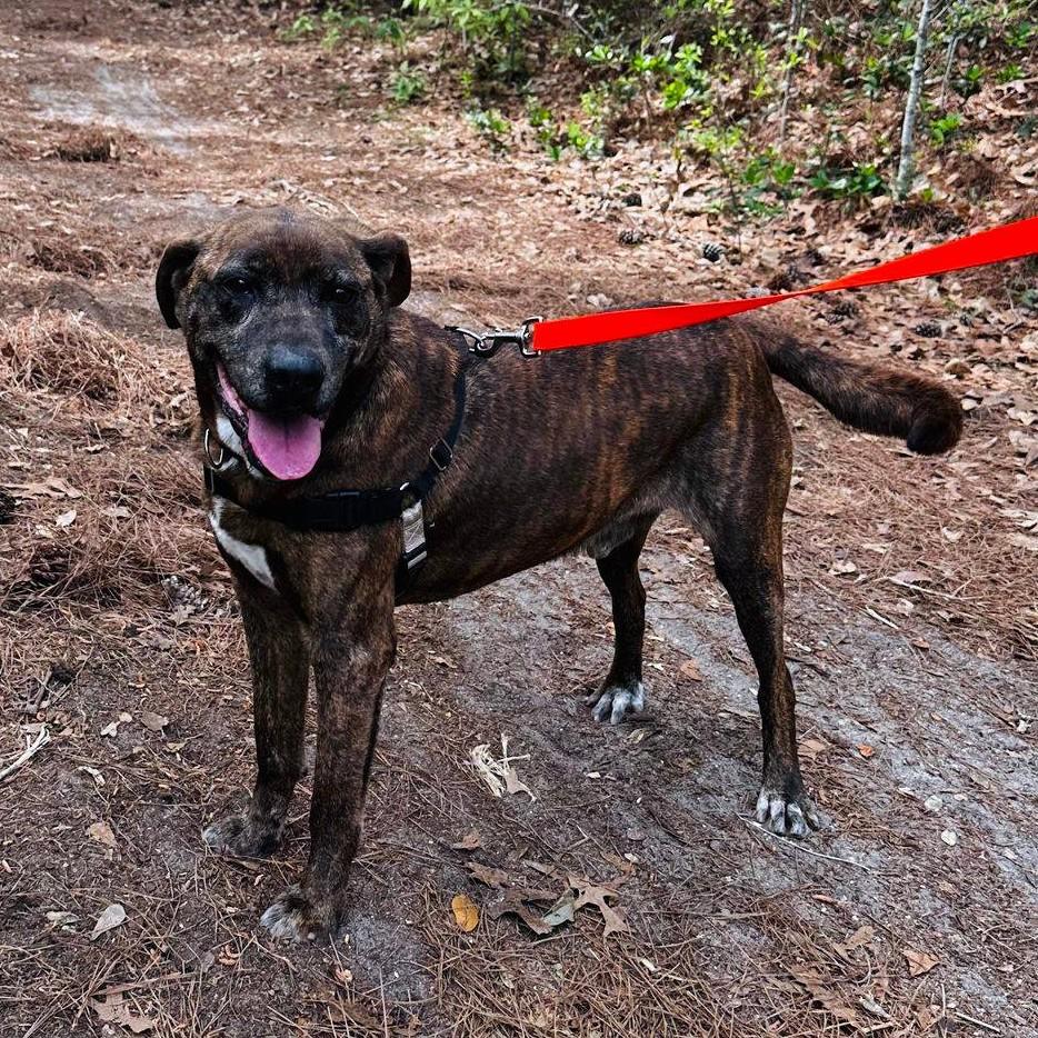 Enlarge Conway Twitty, a Adoptable Mixed Breed in North Myrtle Beach, SC image 2/6