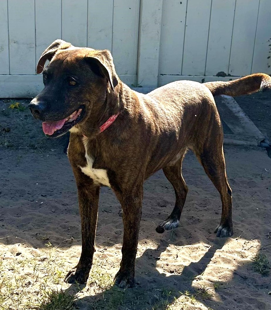 Enlarge Conway Twitty, a Adoptable Mixed Breed in North Myrtle Beach, SC image 4/6
