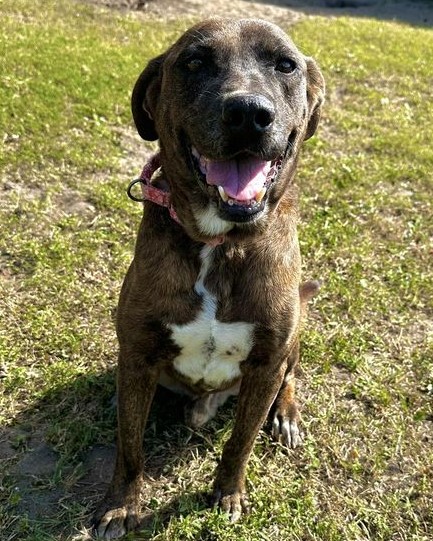 Enlarge Conway Twitty, a Adoptable Mixed Breed in North Myrtle Beach, SC image 2/6