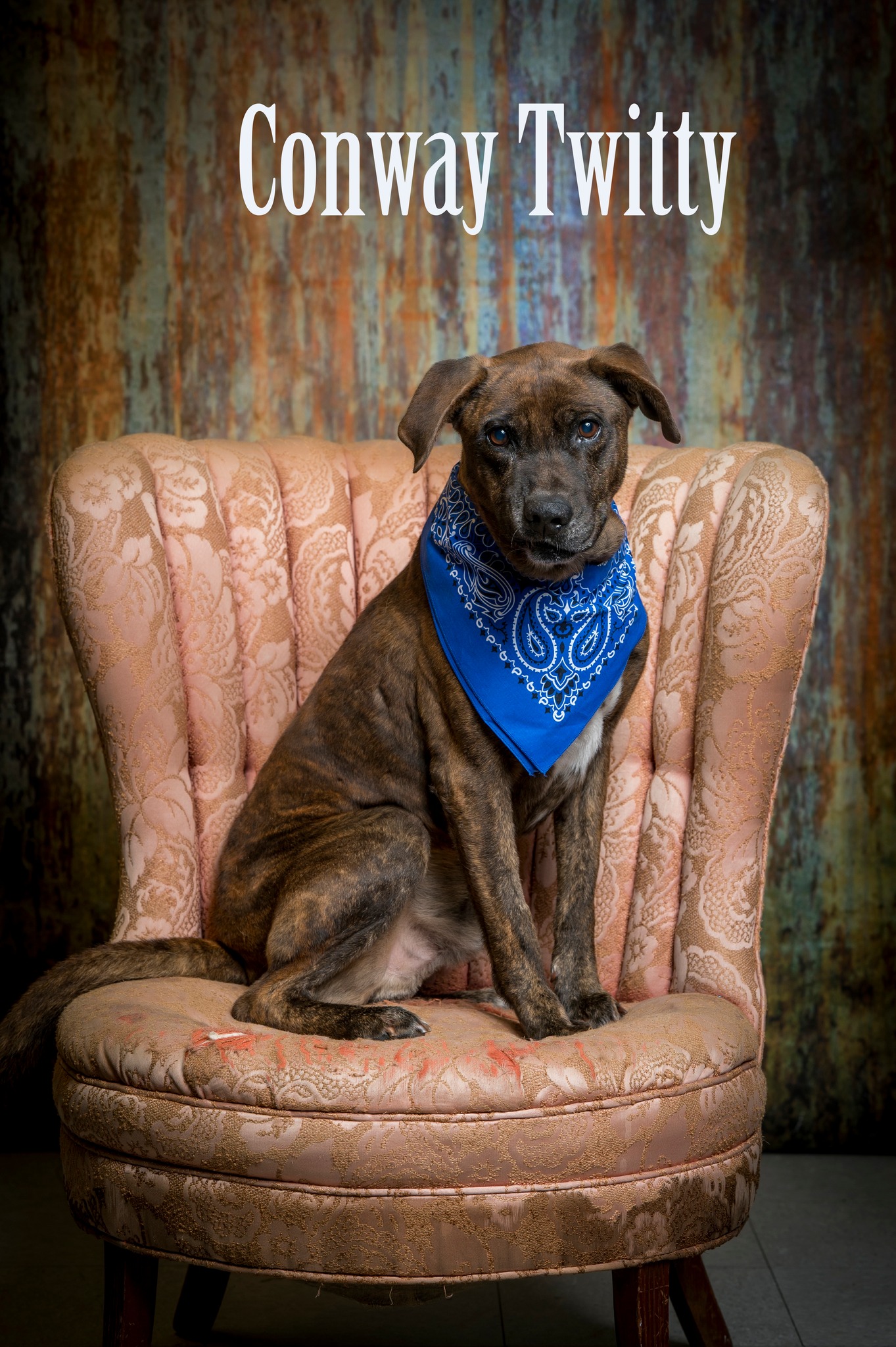Conway Twitty, Adoptable, Adult Male Mixed Breed.