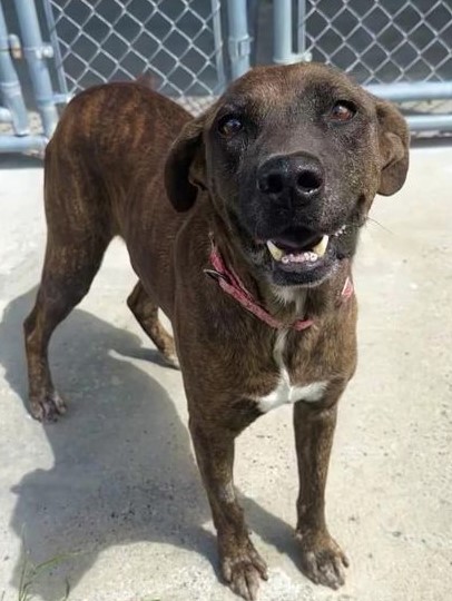 Enlarge Conway Twitty, a Adoptable Mixed Breed in North Myrtle Beach, SC image 5/6