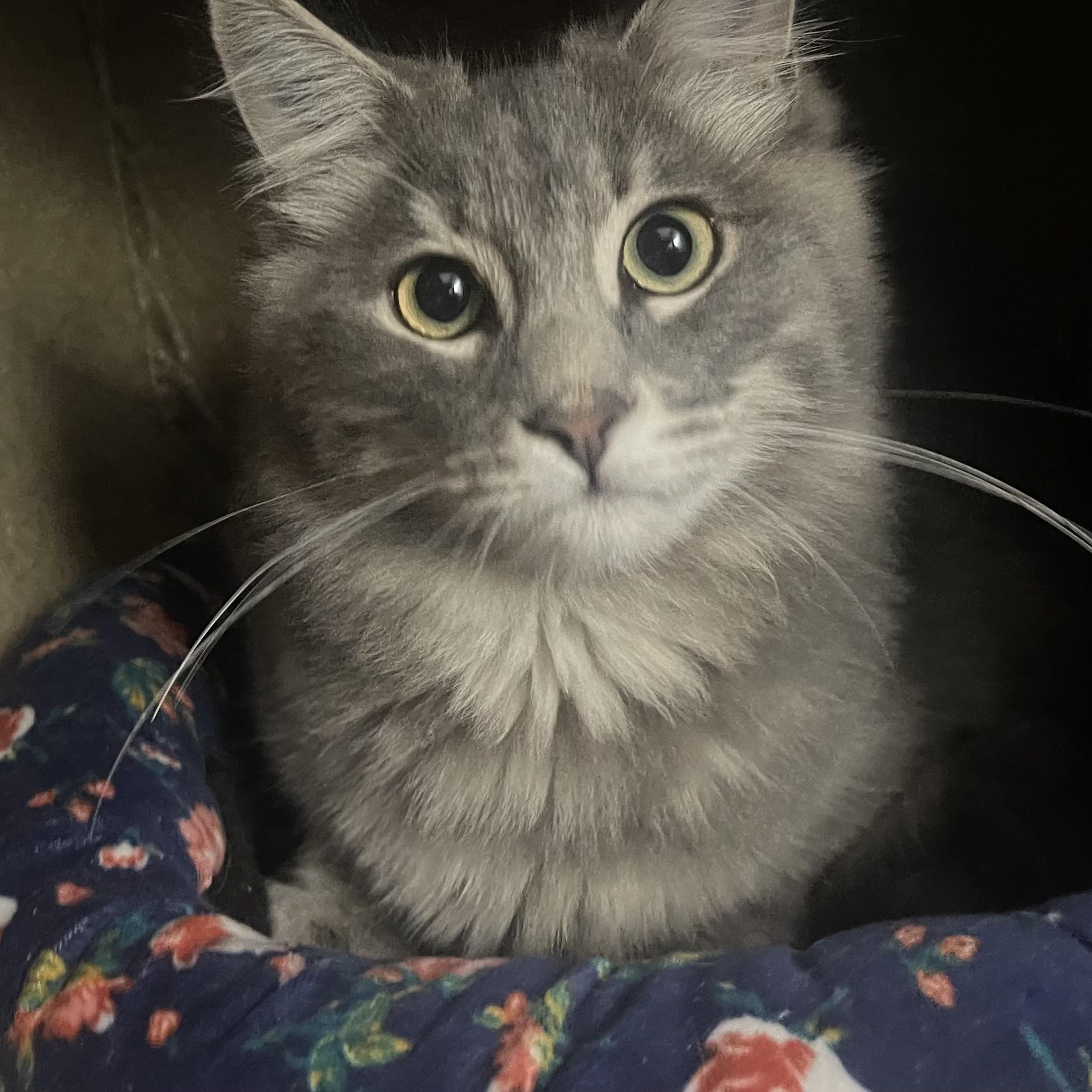 Rivers INDOOR ONLY, an adoptable mixed breed in Jackson, CA image 1/3