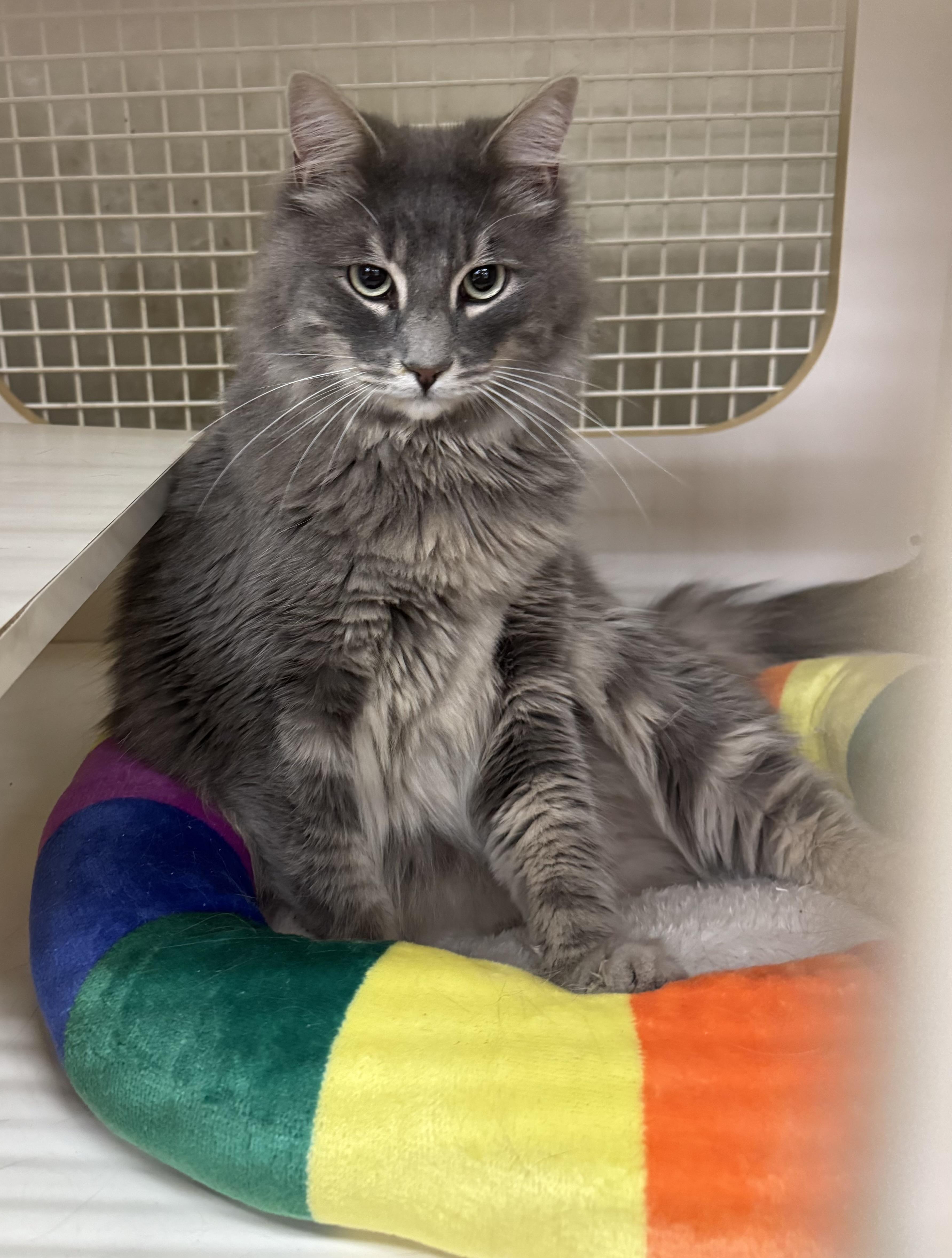 Rivers INDOOR ONLY, an adoptable mixed breed in Stockton, CA image 5/5