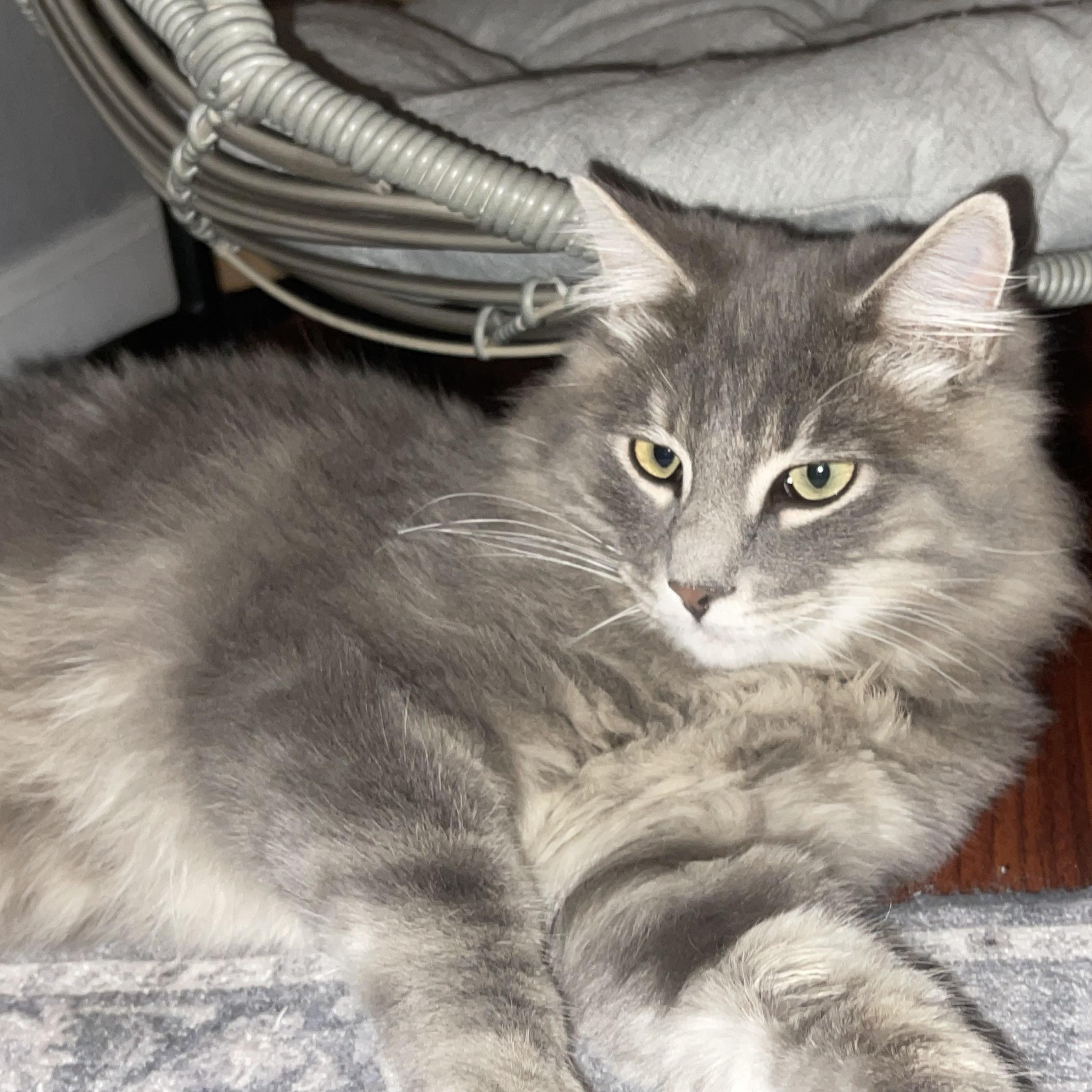 Rivers INDOOR ONLY, an adoptable mixed breed in Jackson, CA image 2/3