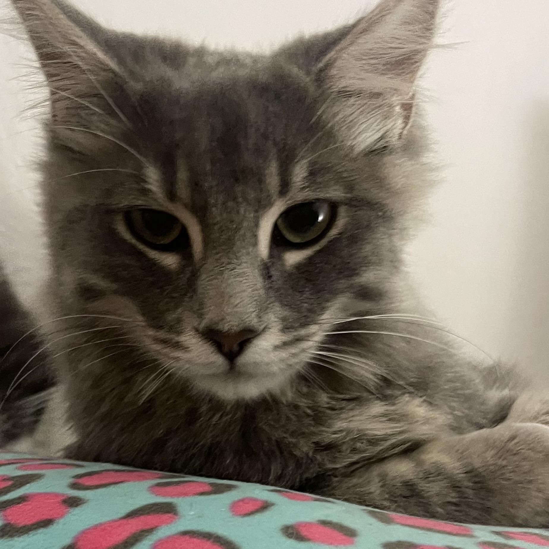 Rivers INDOOR ONLY, an adoptable mixed breed in Jackson, CA image 3/3