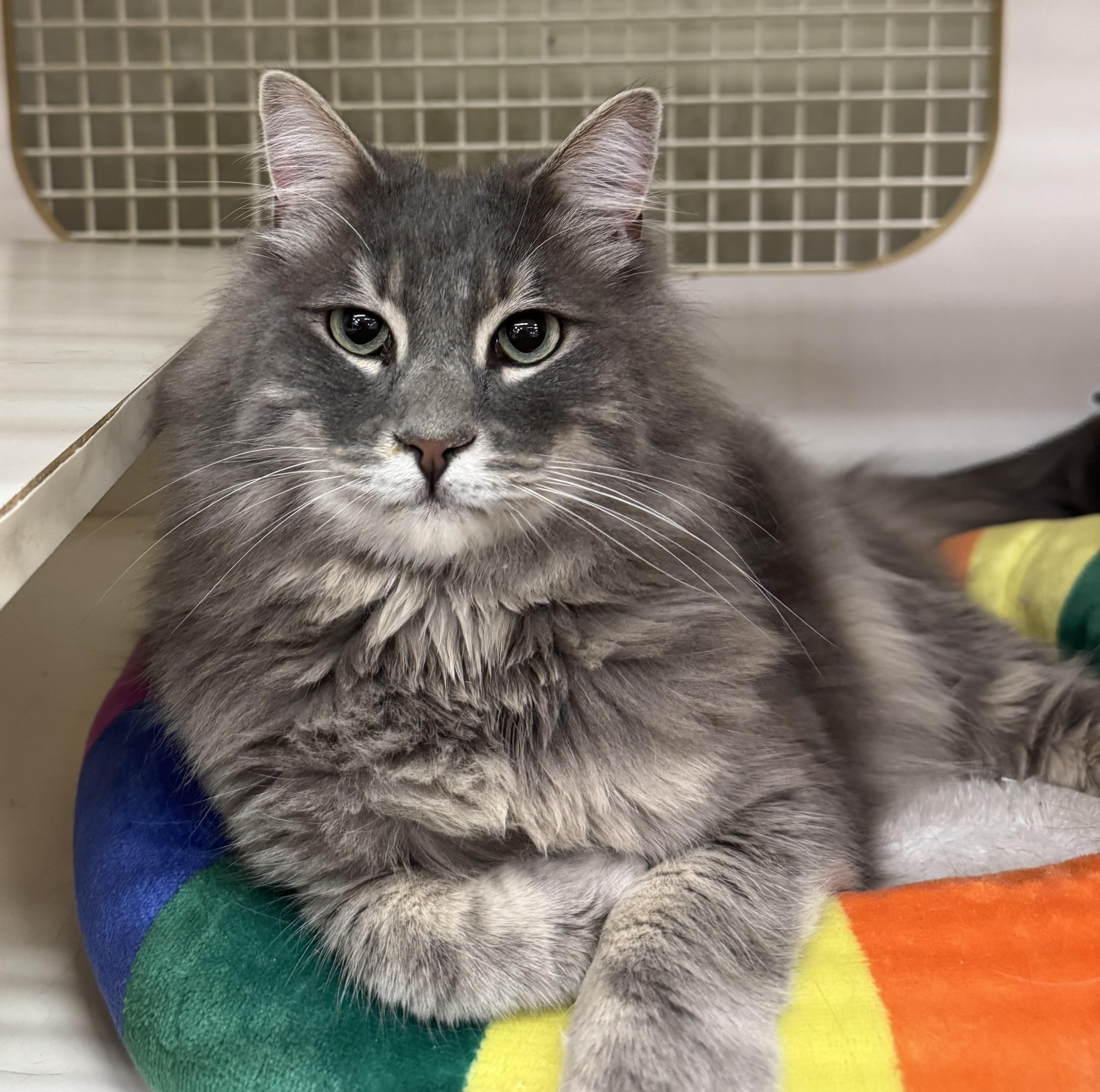 Rivers INDOOR ONLY, an adoptable mixed breed in Stockton, CA image 4/5