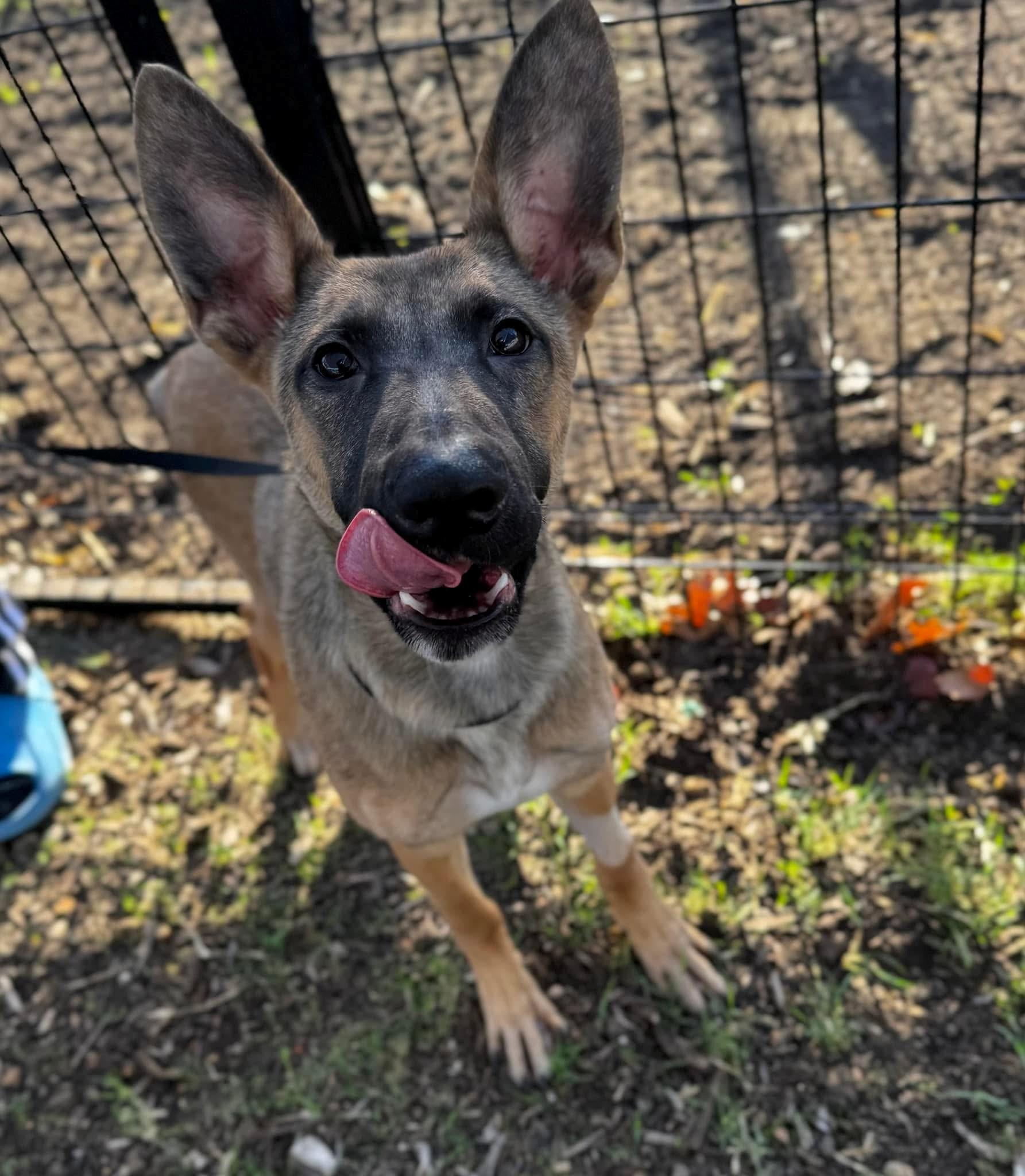 Clover, a Adoptable German Shepherd Dog in Round Rock, TX image 1/4