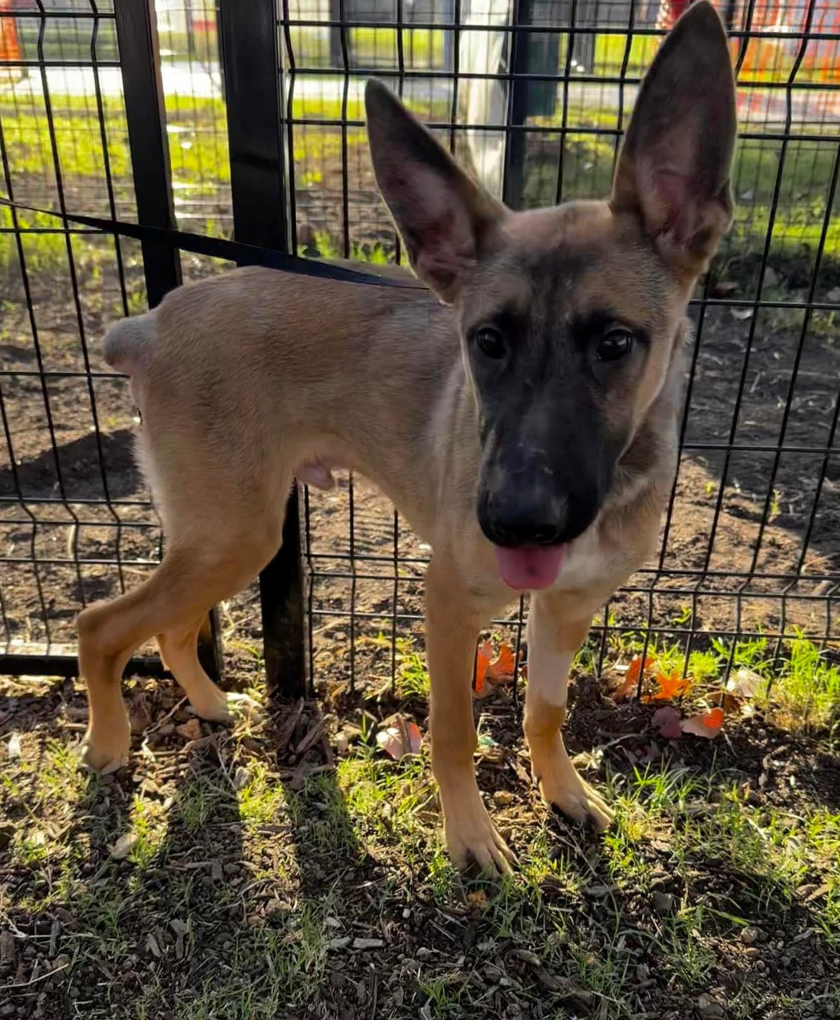 Clover, a Adoptable German Shepherd Dog in Round Rock, TX image 2/4