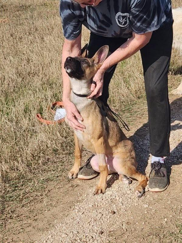 Clover, a Adoptable German Shepherd Dog in Round Rock, TX image 4/4