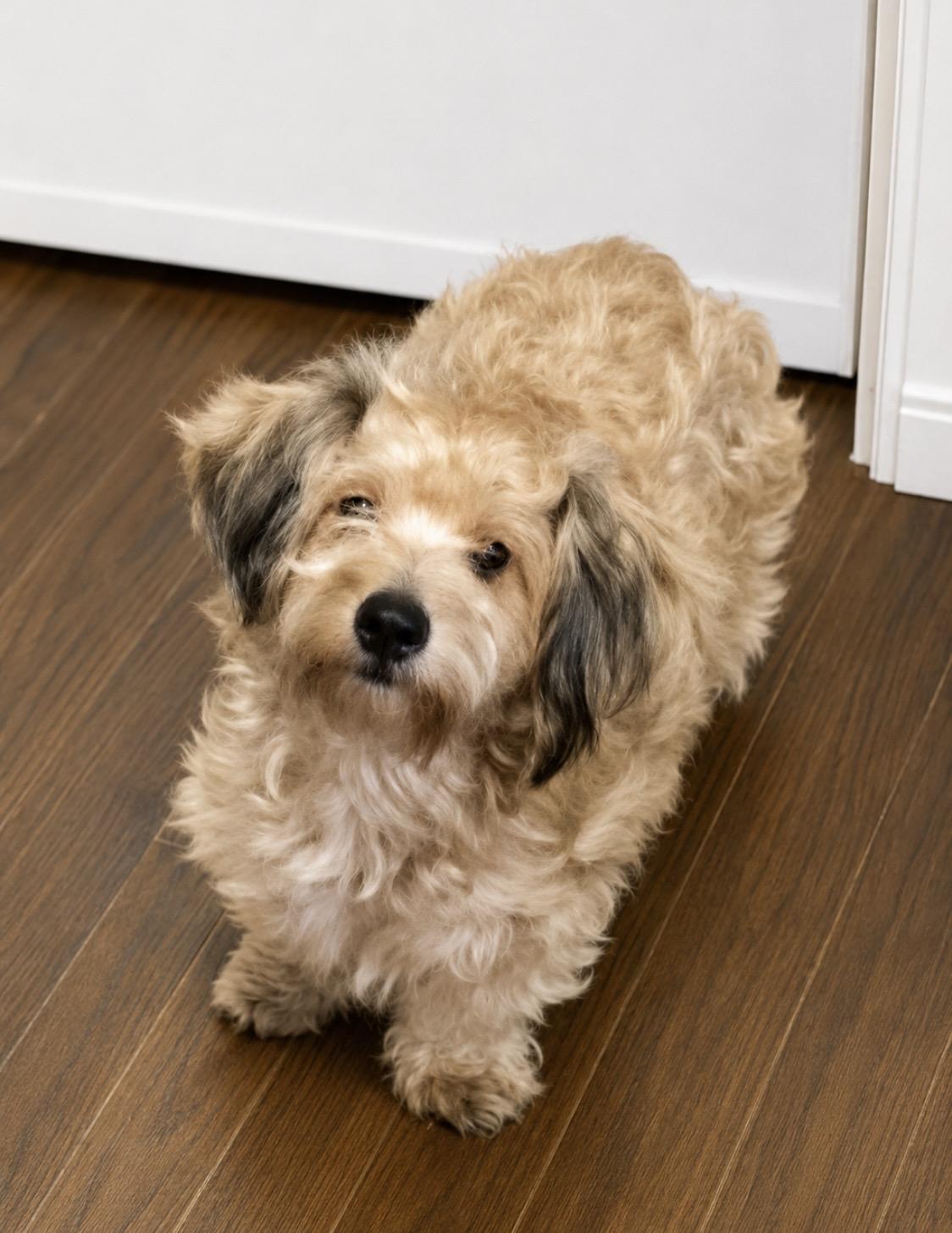 Enlarge Honey, the sweet and introverted little lady, a Adoptable Mixed Breed in Cambridge, MA image 2/6