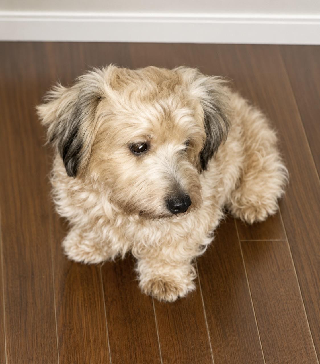 Enlarge Honey, the sweet and introverted little lady, a Adoptable Mixed Breed in Cambridge, MA image 6/6