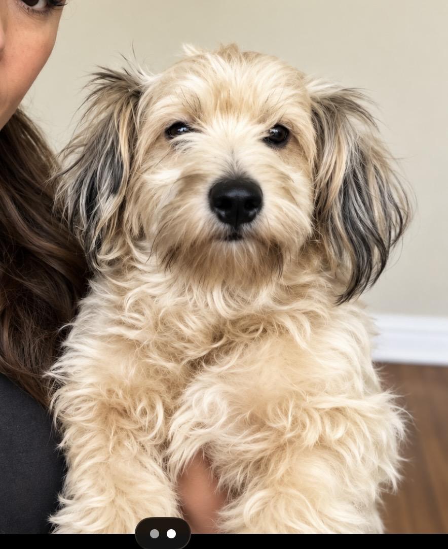Enlarge Honey, the sweet and introverted little lady, a Adoptable Mixed Breed in Cambridge, MA image 1/6