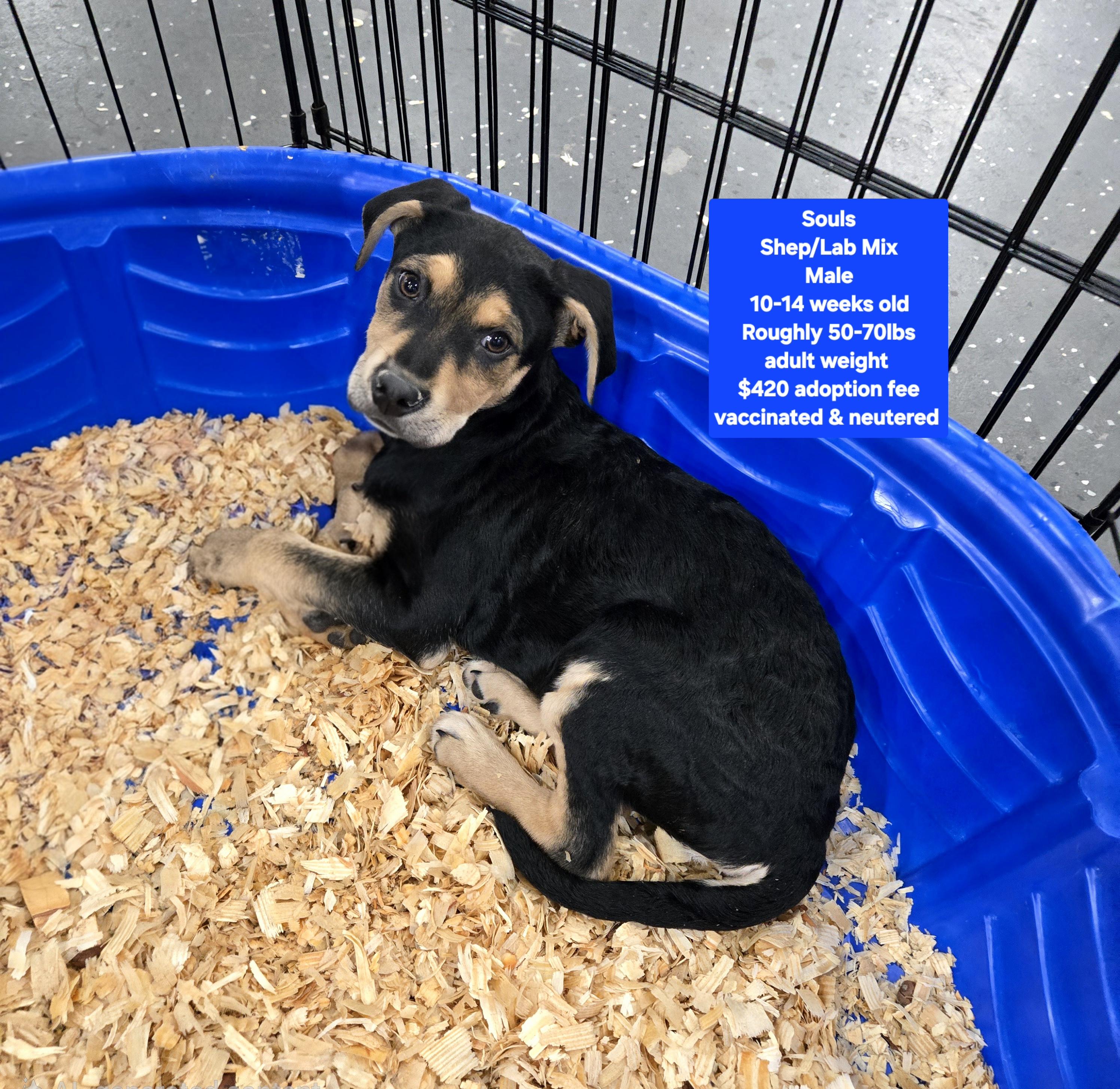 Enlarge Souls , an adopted mixed breed in Oviedo, FL image 1/1