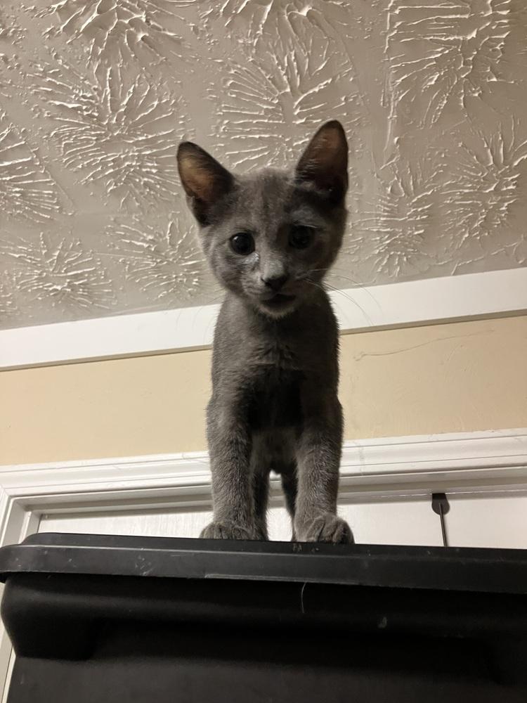 Lawrence LH, Adoptable, Kitten Male Domestic Short Hair.