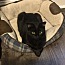 Enlarge Glenda, a Adoptable Domestic Short Hair in Grayslake, IL image 1/1