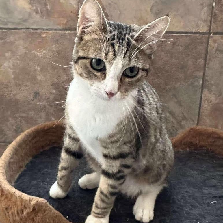 Enlarge Cinder, an adoptable mixed breed in Lubbock, TX image 3/3