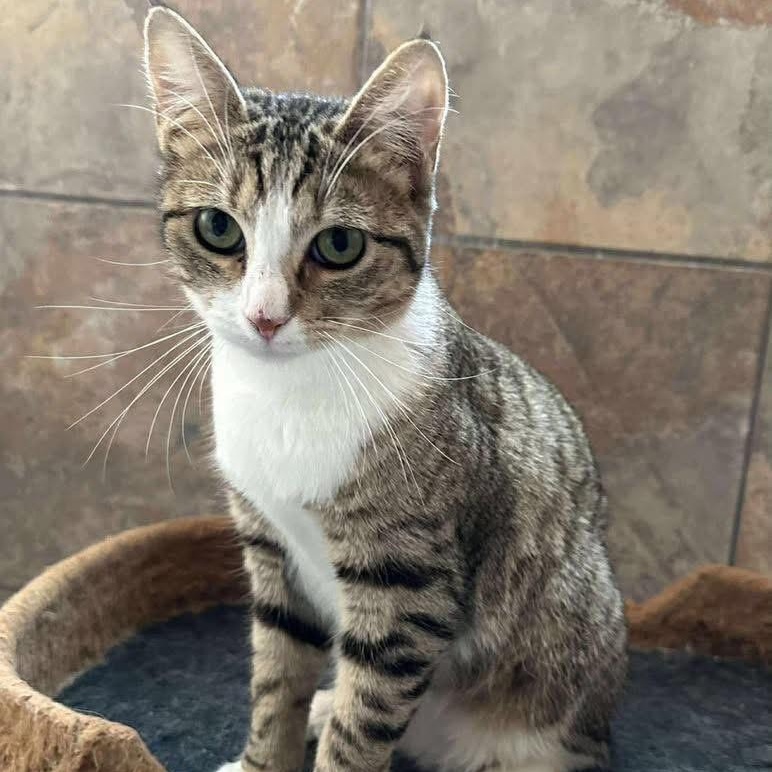 Cinder, adoptable, Young Female Domestic Short Hair & Tabby.