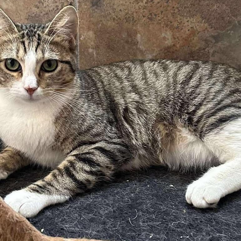 Enlarge Cinder, an adoptable mixed breed in Lubbock, TX image 2/3