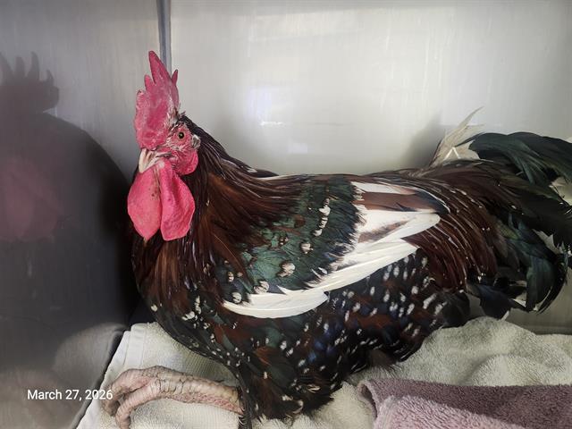 Enlarge CARLTON*, a Adoptable Chicken in Santa Cruz, CA image 1/1