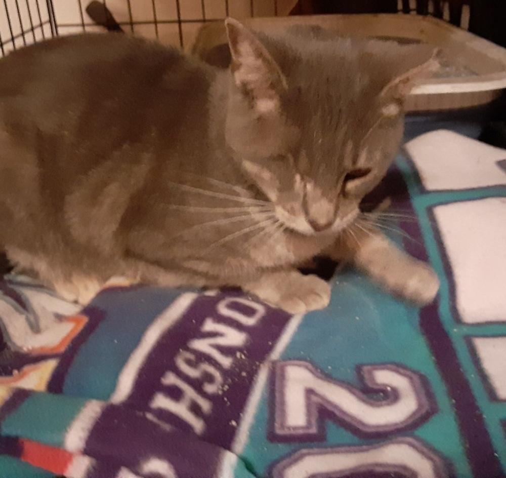 Captain, Adoptable, Adult Male Tabby.