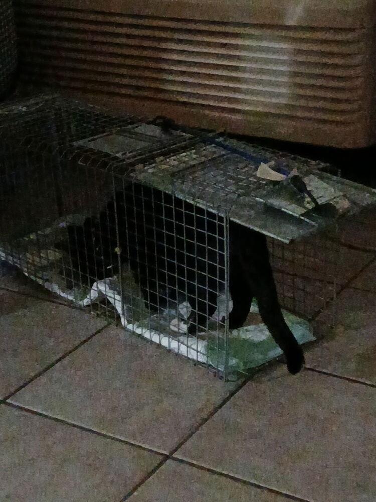 Enlarge Captain, a Adoptable Tabby in Deltona, FL image 2/2