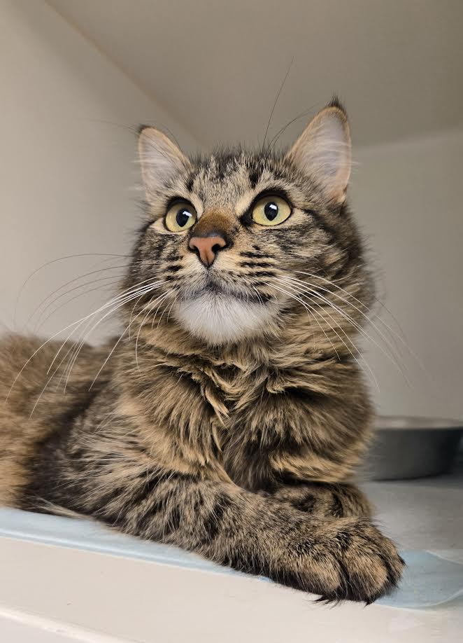 Cheerio, ADOPTABLE, Young Female Domestic Medium Hair.
