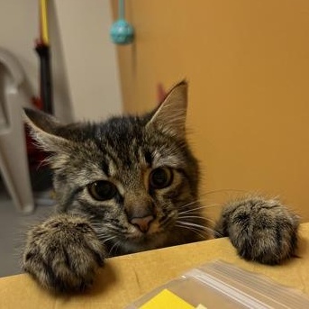 Cheerio, a ADOPTABLE mixed breed in Bellingham, WA image 4/4