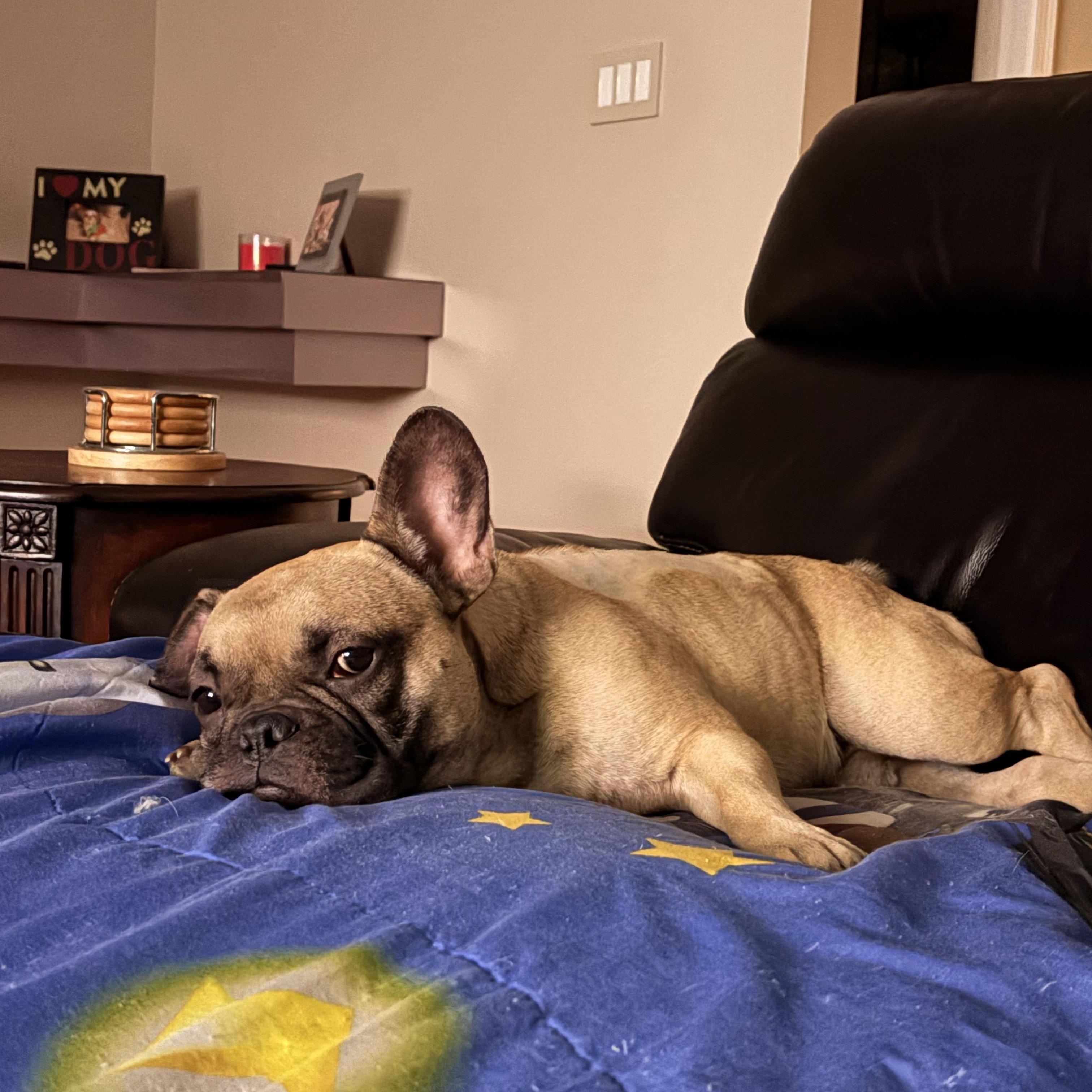 Jonesy, an adopted mixed breed in Eatontown, NJ image 3/5
