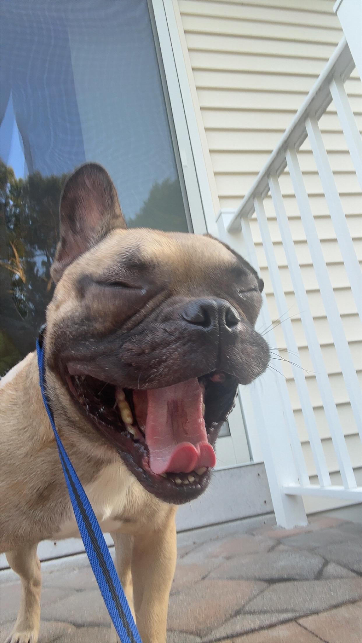 Jonesy, an adopted mixed breed in Eatontown, NJ image 5/5