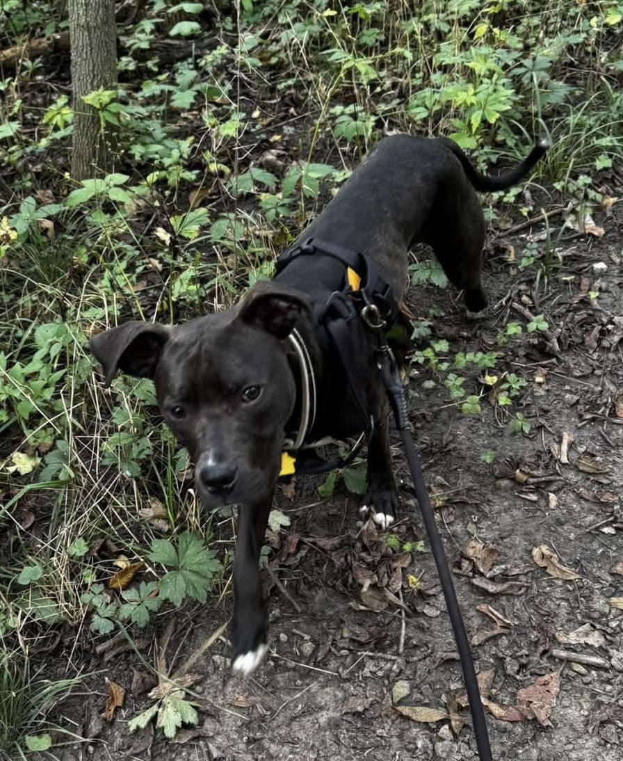 Alfie Boy, Adoptable, Young Male Pit Bull Terrier.
