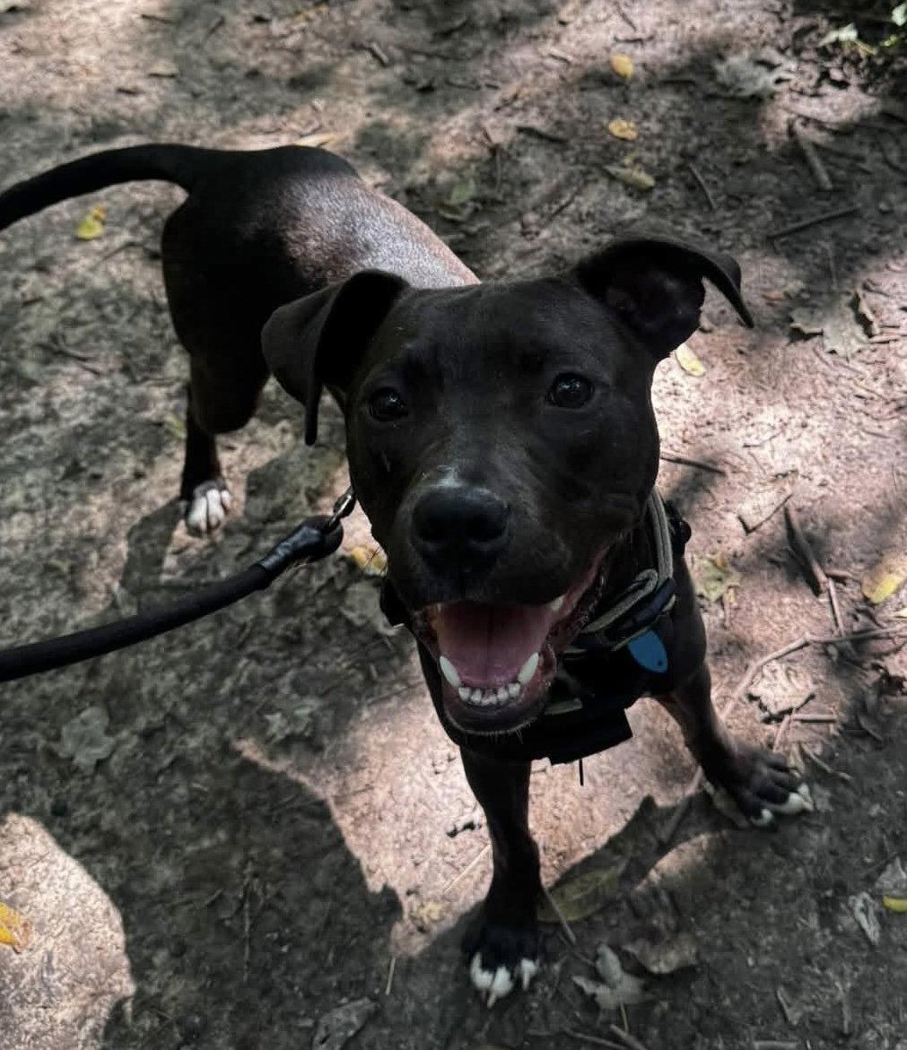 Enlarge Alfie Boy, a Adoptable Pit Bull Terrier in Germantown, OH image 2/3