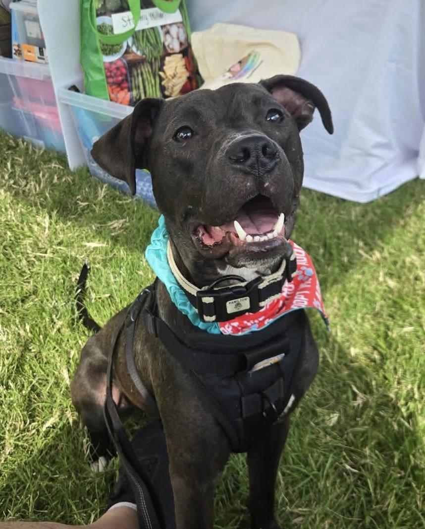 Enlarge Alfie Boy, a Adoptable Pit Bull Terrier in Germantown, OH image 3/3