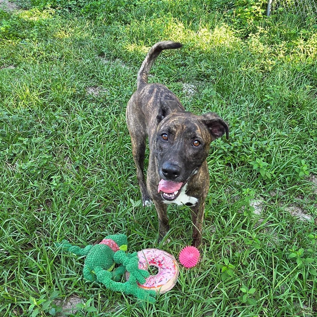 Jade, a Adoptable Mixed Breed in Lake Panasoffkee, FL image 1/4