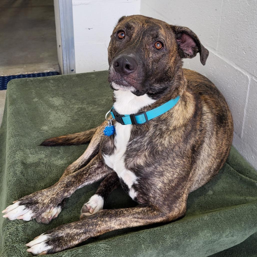 Jade, a Adoptable Mixed Breed in Lake Panasoffkee, FL image 2/4