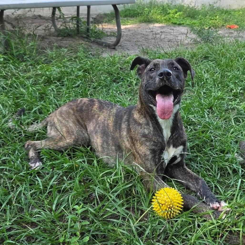 Jade, a Adoptable Mixed Breed in Lake Panasoffkee, FL image 3/4
