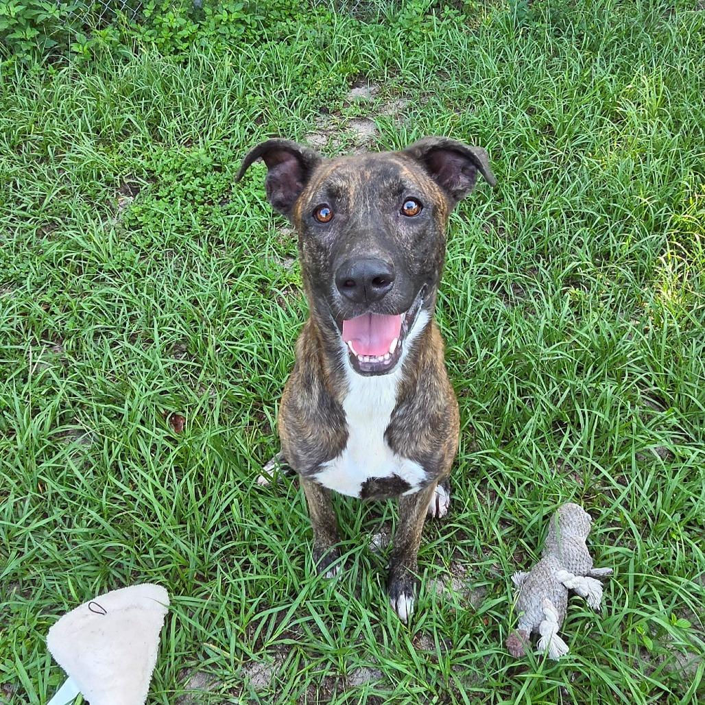 Jade, a Adoptable Mixed Breed in Lake Panasoffkee, FL image 4/4