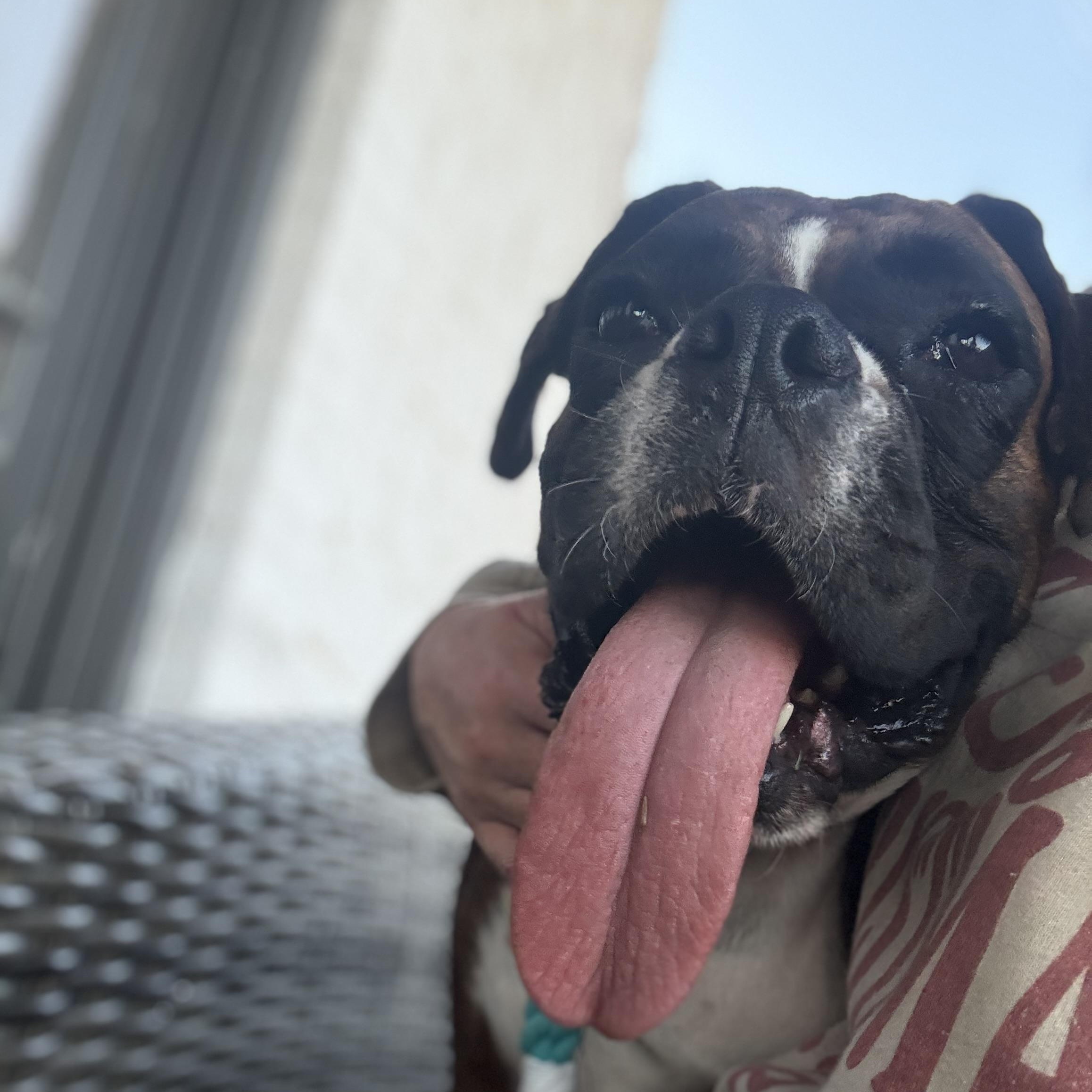 Enlarge Magnolia , a ADOPTABLE Boxer in Celina, TX image 3/5