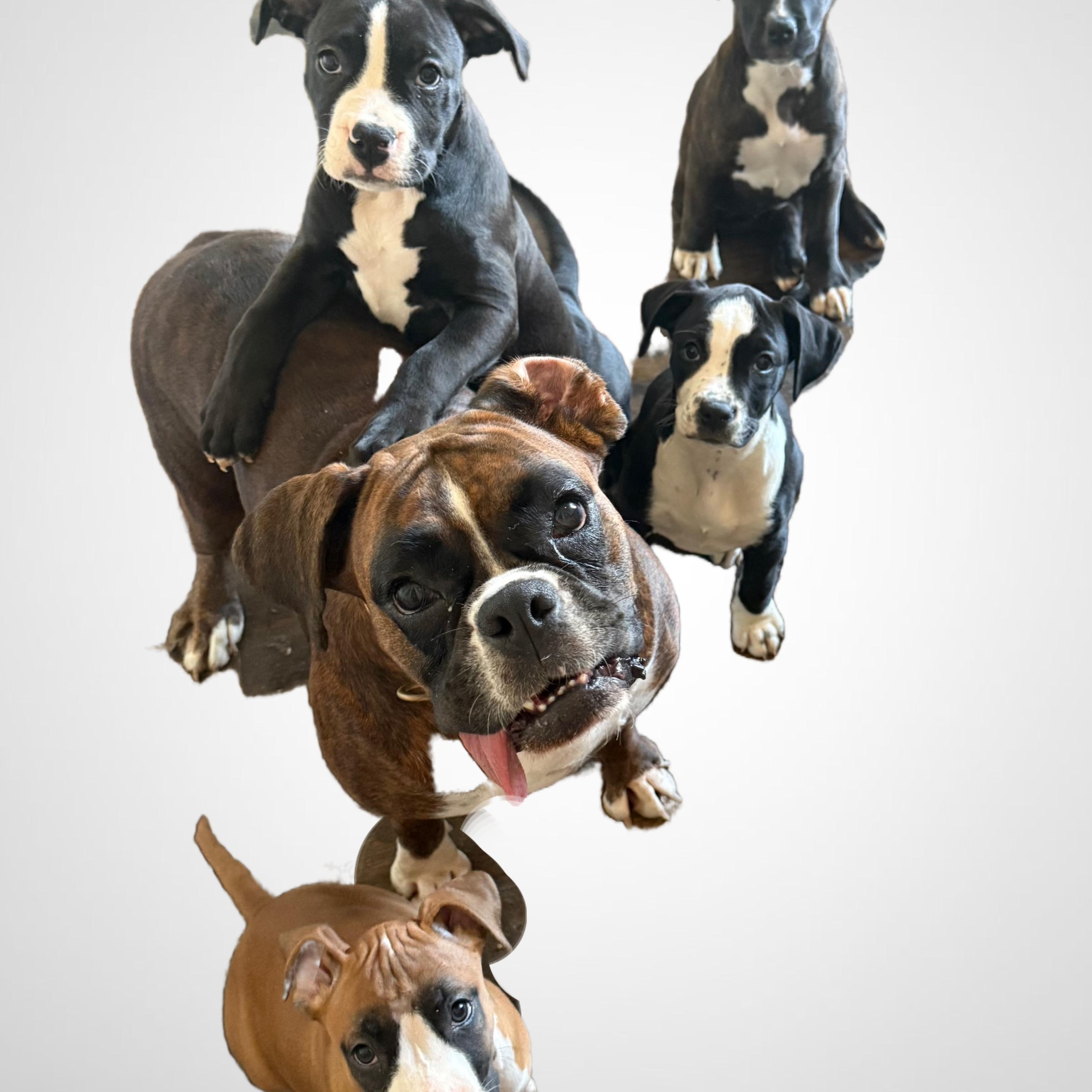 Enlarge Magnolia , a ADOPTABLE Boxer in Celina, TX image 4/5