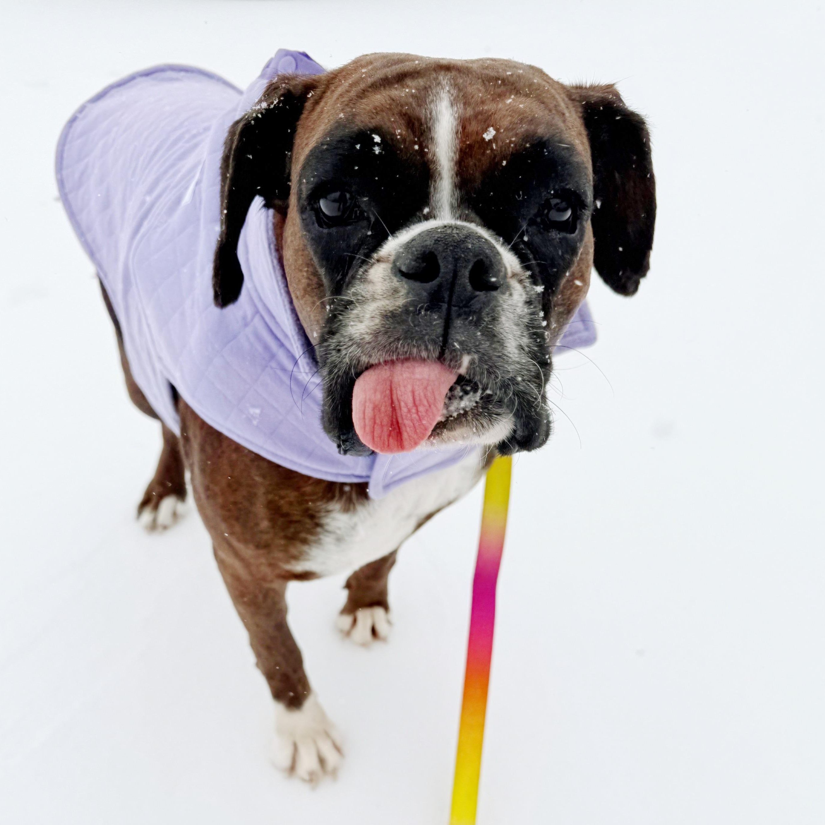 Enlarge Magnolia , a ADOPTABLE Boxer in Celina, TX image 1/5