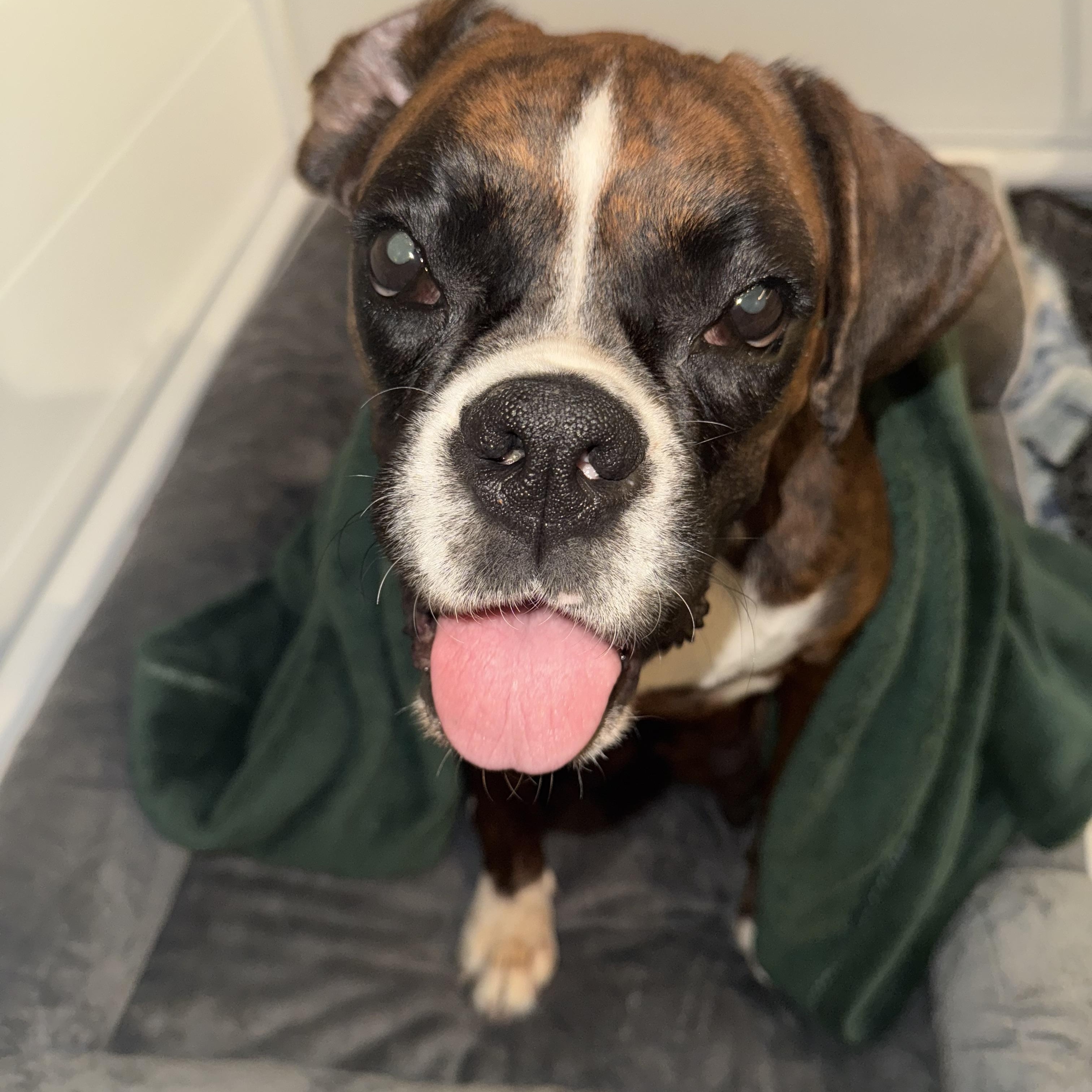 Enlarge Magnolia , a ADOPTABLE Boxer in Celina, TX image 5/5