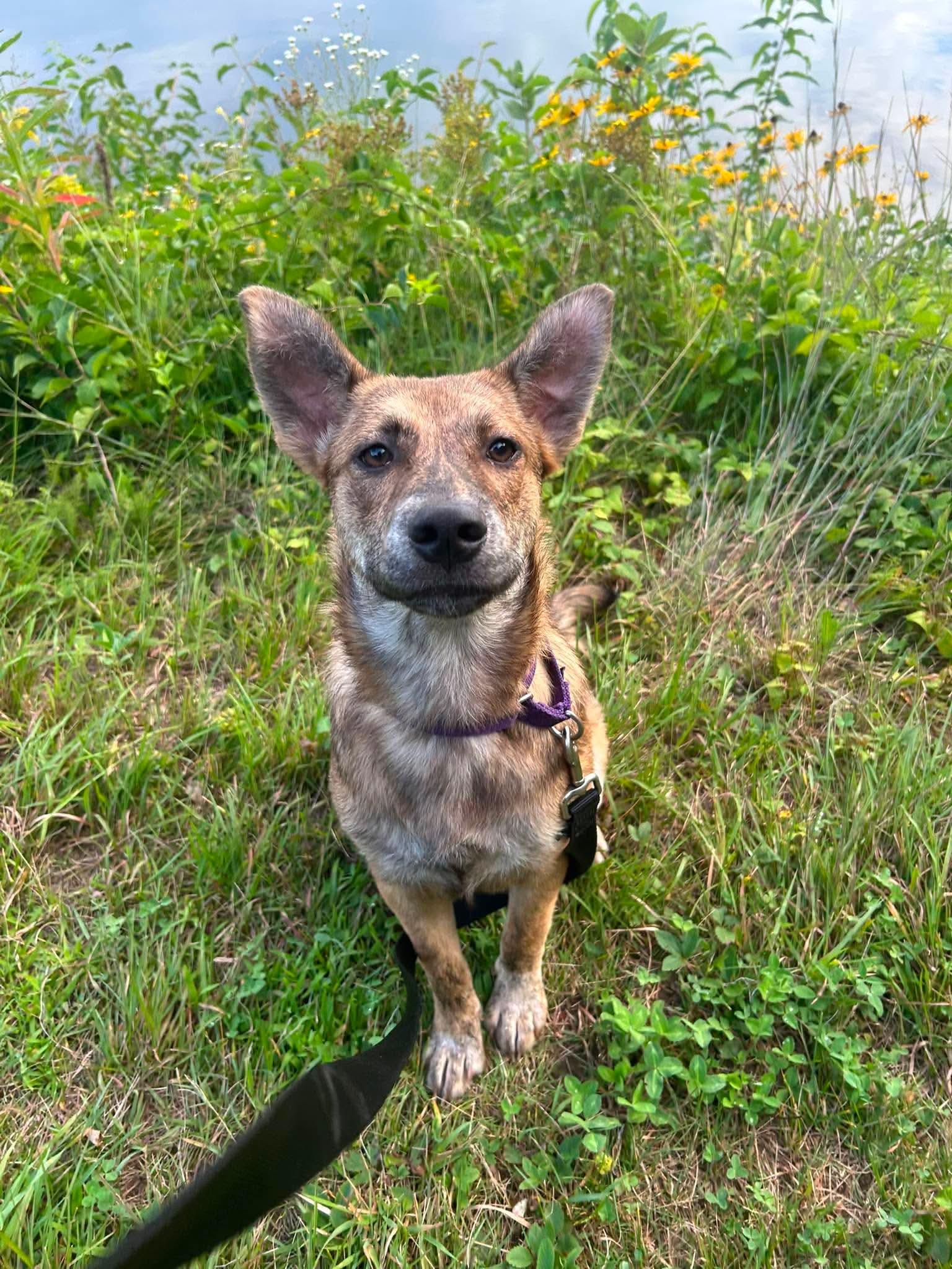 Angie, ADOPTABLE, Puppy Female German Shepherd Dog.
