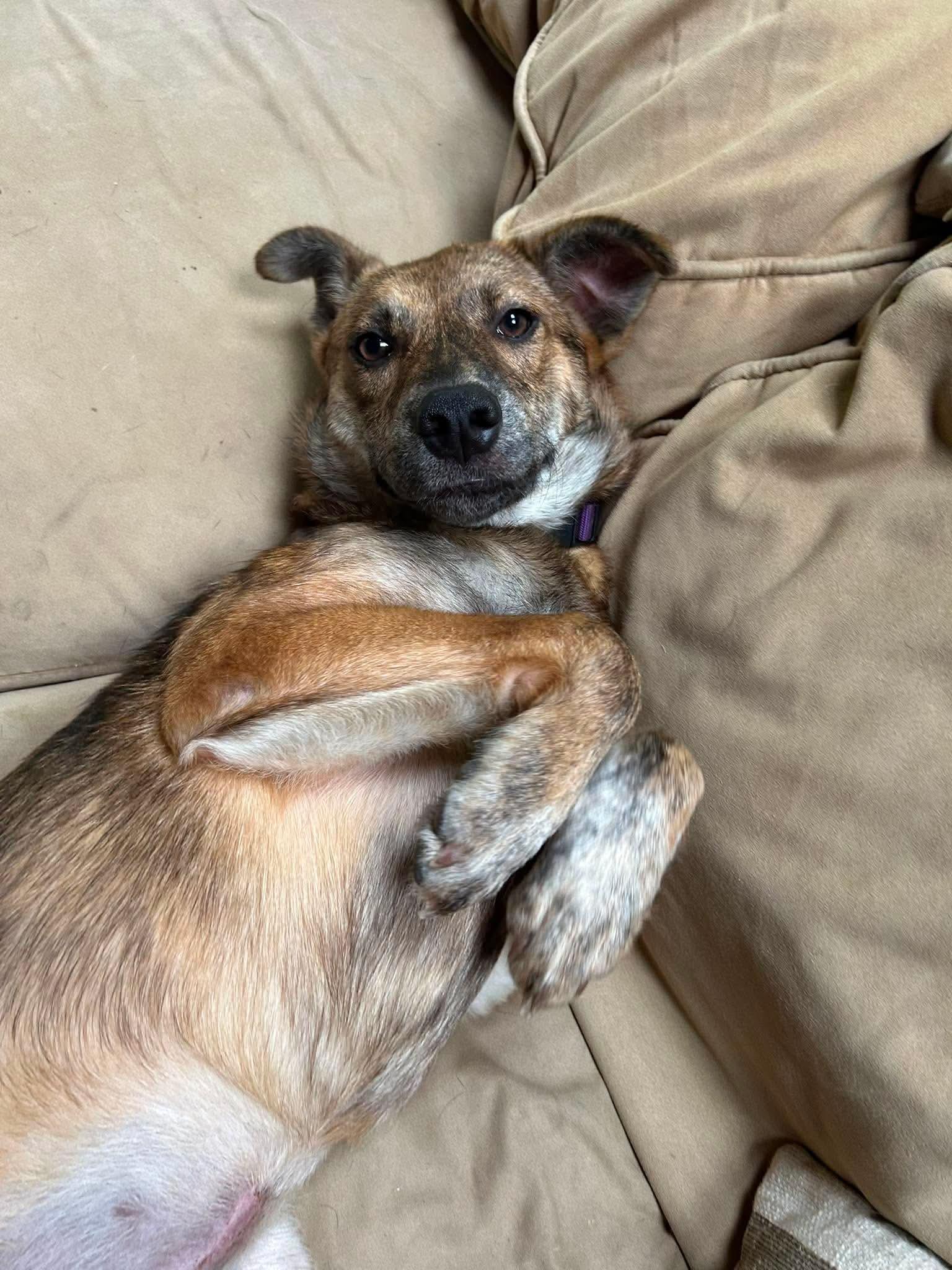 Angie, a ADOPTABLE mixed breed in Billerica, MA image 2/4